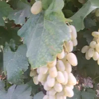 انگور ریش بابا کوار