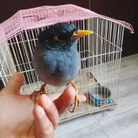 مرغ مینا