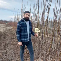 نهال اصلاح شده و تضمینی در نهالستان اکو نهال