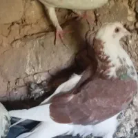 کبوتر فروشی پرشی