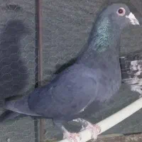 کلاغ گوک