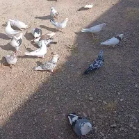 کبوتر