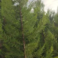 کاج لاوسون قیمت خیلی مناسب  به دلیل نداشتن جا
