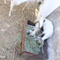 دو تا بز سانا به همراه دو تا کره