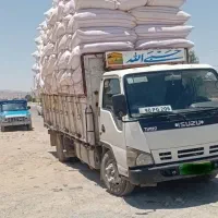کاه گندم دیم اعلا تحویل دامداری کیلویی