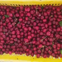 گیلاس تک دانه