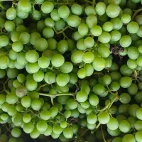 غوره تازه چین