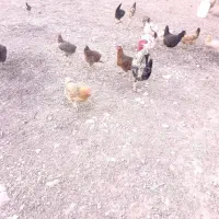 مرغ و خروس محلی