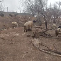 میش بره دار