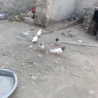 کفتر