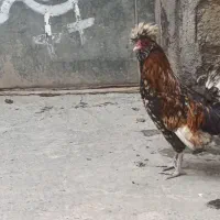 خروس