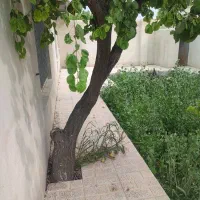 باغچه ۳۹۰متری /بنادار