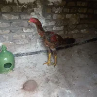 جوجه لاری