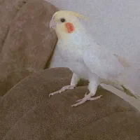 مژدگانی به کسی که عروس هلندی ام رو پیدا کنه