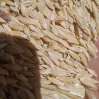 جو آبی|عمدهفروشی|حسن آباد, |دیوار