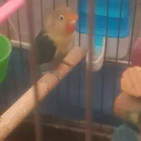 کوتوله برزیلی