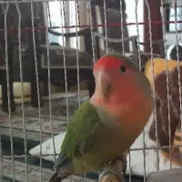 طوطی کوتوله رام و سخنگو و سالم