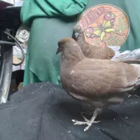 جوجه سرخ