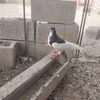 خوشرنگ یالی