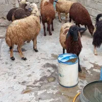 کاور نر گوسفند بزغاله نر