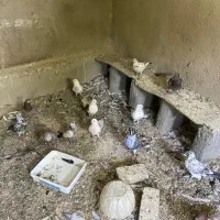 فروش کفتر فوری