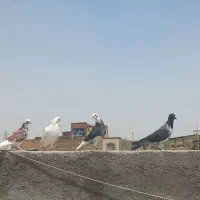 کفتر یجایی