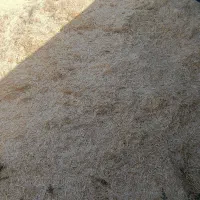 کاه گندم تمیز فله ای