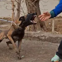 مربی سگ|خدمات آموزشی|کرج, گلشهر|دیوار