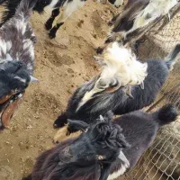 فروش ده عدد بیگ نر سالاری خوب