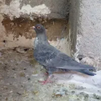 کبوتر|پرنده|مشهد, رستگار|دیوار