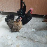 مرغ و خروس مینیاتوری
