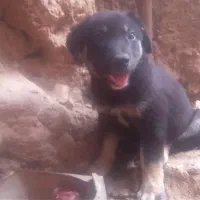 توله‌سگ