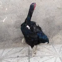 مرغ لاری درجه یک ،،