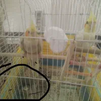 عروس هلندی گم شده