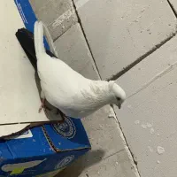 قره اغ گویروخ ماده