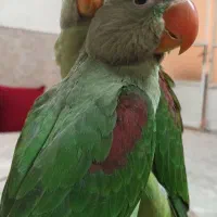 جوجه شاه طوطی، تازه دون خور ، آماده اموزش