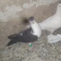 کبوتر