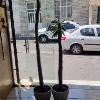 ماداگاسکار
