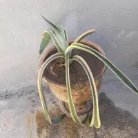 وسایل شخصی