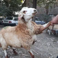 پخش  گوسفند زنده با پلاک بهداشت