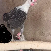 جوجه خروس براکل