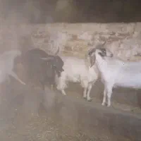 بزغاله نر دو رگ افغانی و پاکستانی‌