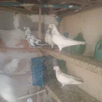 کبوتر جوجه و کهنه