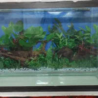 آکواریوم شیشه خم