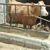 انواع گاو و گوساله نر و ماده شما بصورت نقد میگیر م