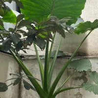 گل بابا آدم سرحال