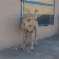 سگ سرابی