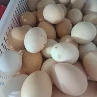 تخم مرغ محلی نطفه دار
