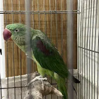 شاه طوطی نر سخنگو