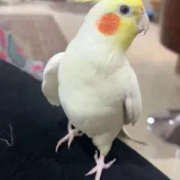 عروس هلندی کمشده